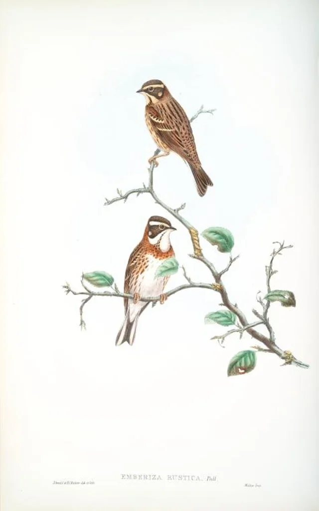 An illustration from The birds of Great Britain, 1862, leaf 148