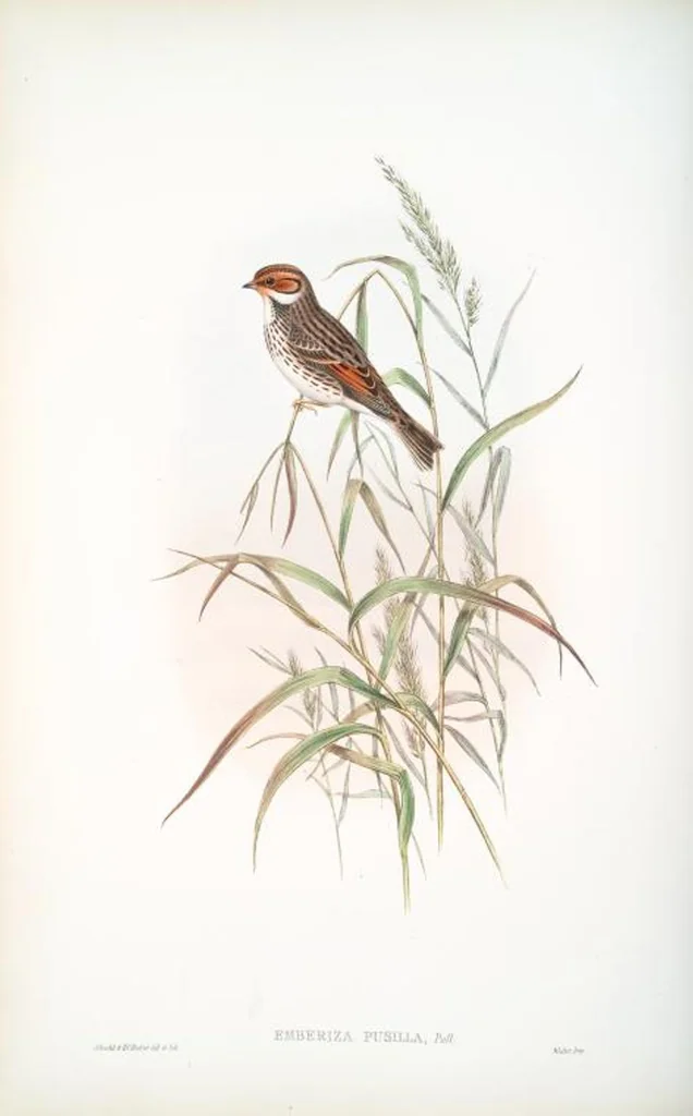 An illustration from The birds of Great Britain, 1862, leaf 149