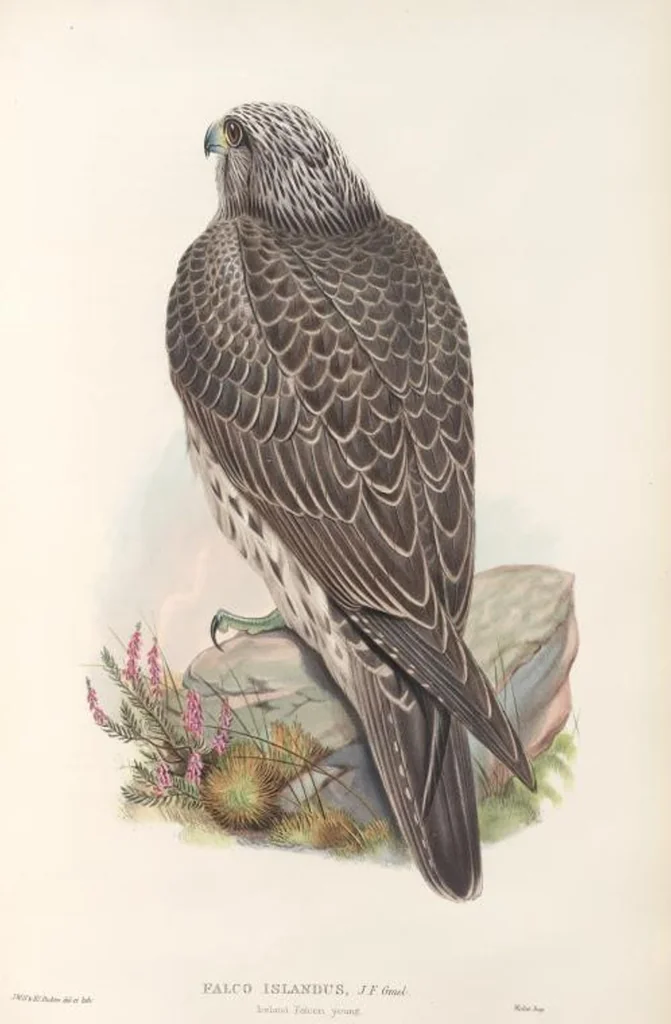 An illustration from The birds of Great Britain, 1862, leaf 15