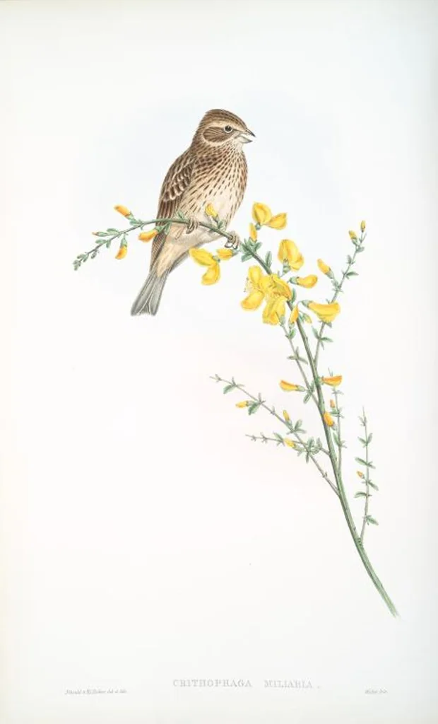 An illustration from The birds of Great Britain, 1862, leaf 150