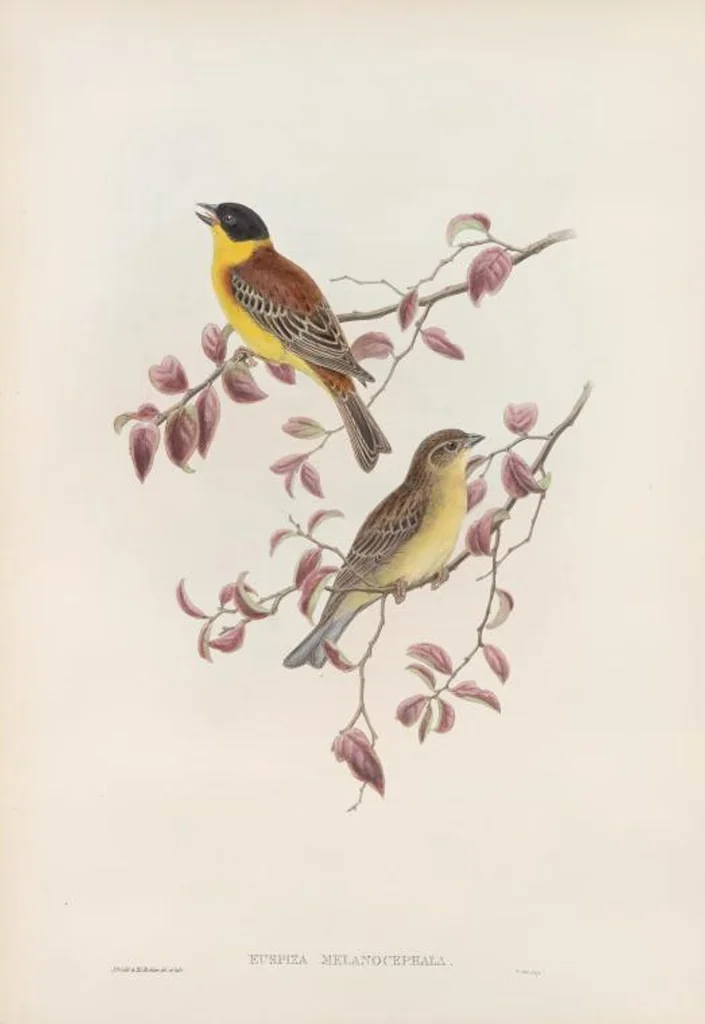 An illustration from The birds of Great Britain, 1862, leaf 152