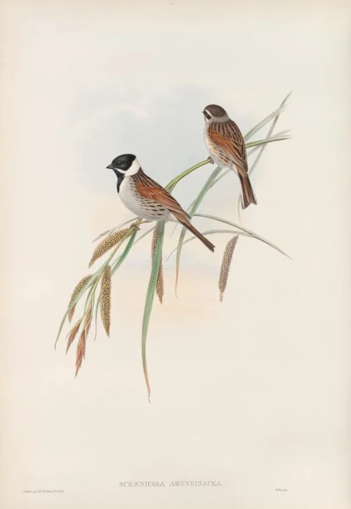 An illustration from The birds of Great Britain, 1862, leaf 153