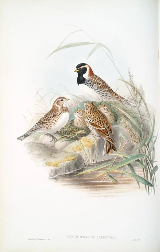 An illustration from The birds of Great Britain, 1862, leaf 154