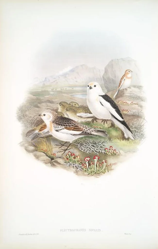 An illustration from The birds of Great Britain, 1862, leaf 155