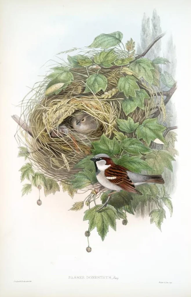 An illustration from The birds of Great Britain, 1862, leaf 156