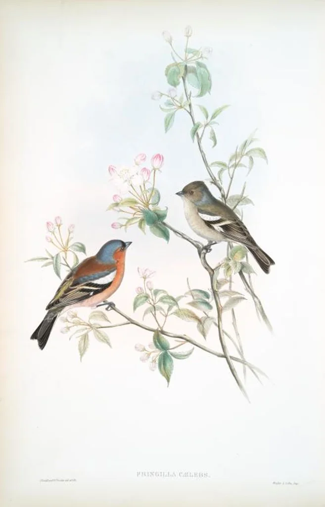 An illustration from The birds of Great Britain, 1862, leaf 158