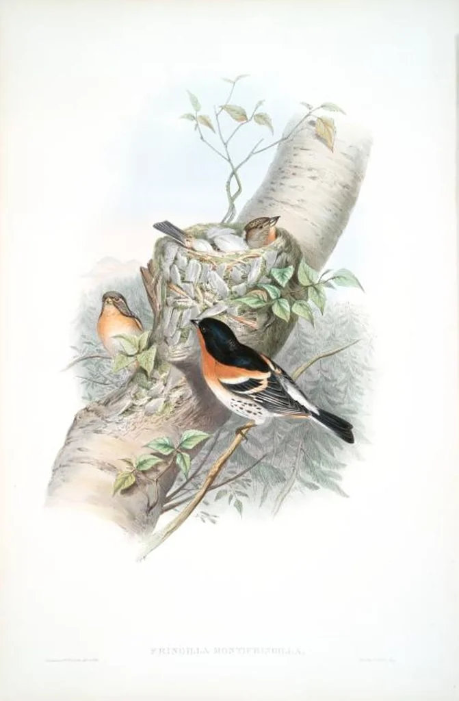 An illustration from The birds of Great Britain, 1862, leaf 159
