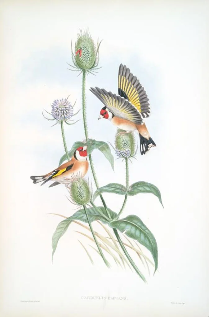 An illustration from The birds of Great Britain, 1862, leaf 160
