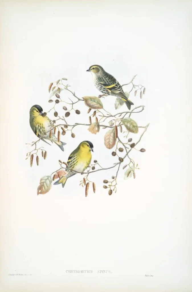 An illustration from The birds of Great Britain, 1862, leaf 161