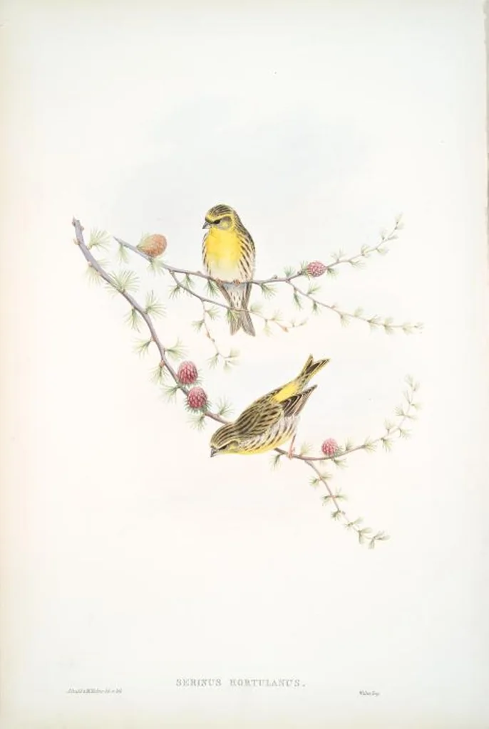 An illustration from The birds of Great Britain, 1862, leaf 162