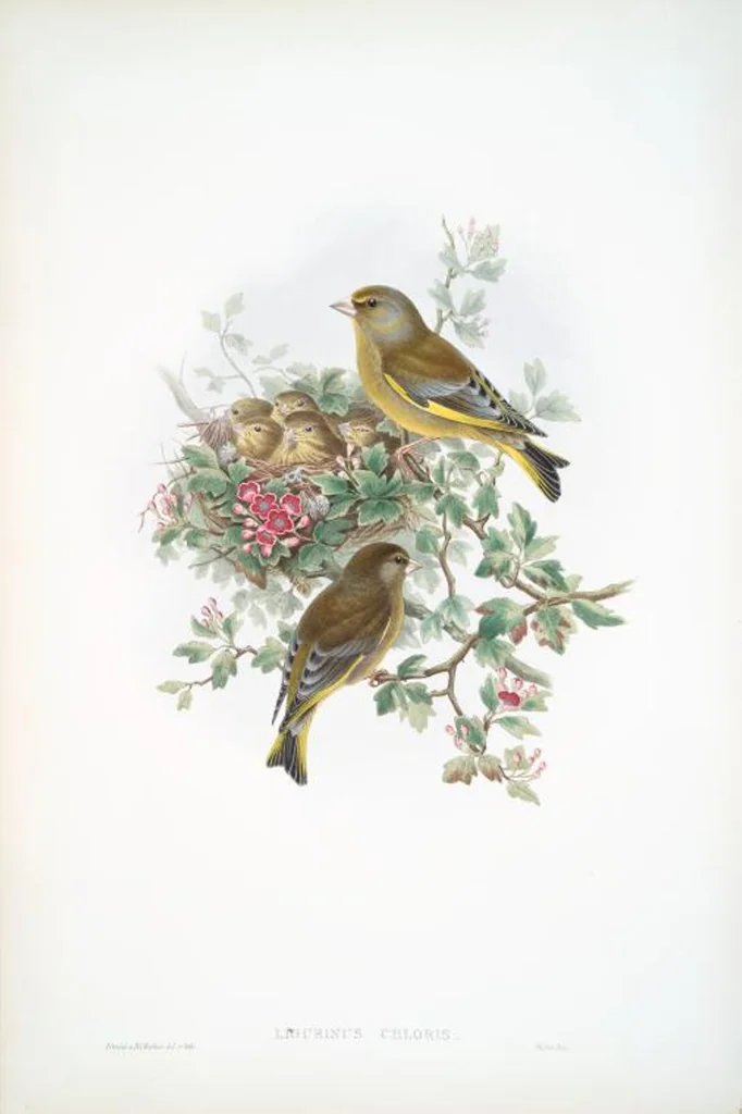 An illustration from The birds of Great Britain, 1862, leaf 163