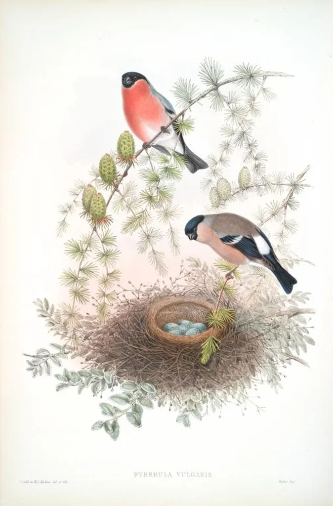 An illustration from The birds of Great Britain, 1862, leaf 165