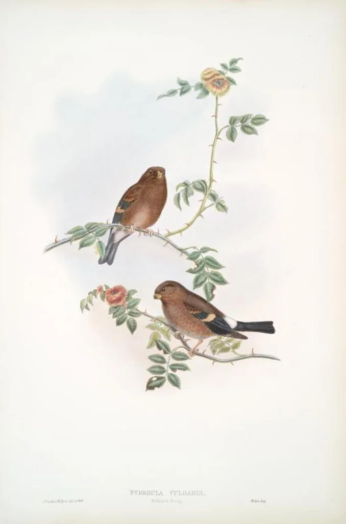An illustration from The birds of Great Britain, 1862, leaf 166