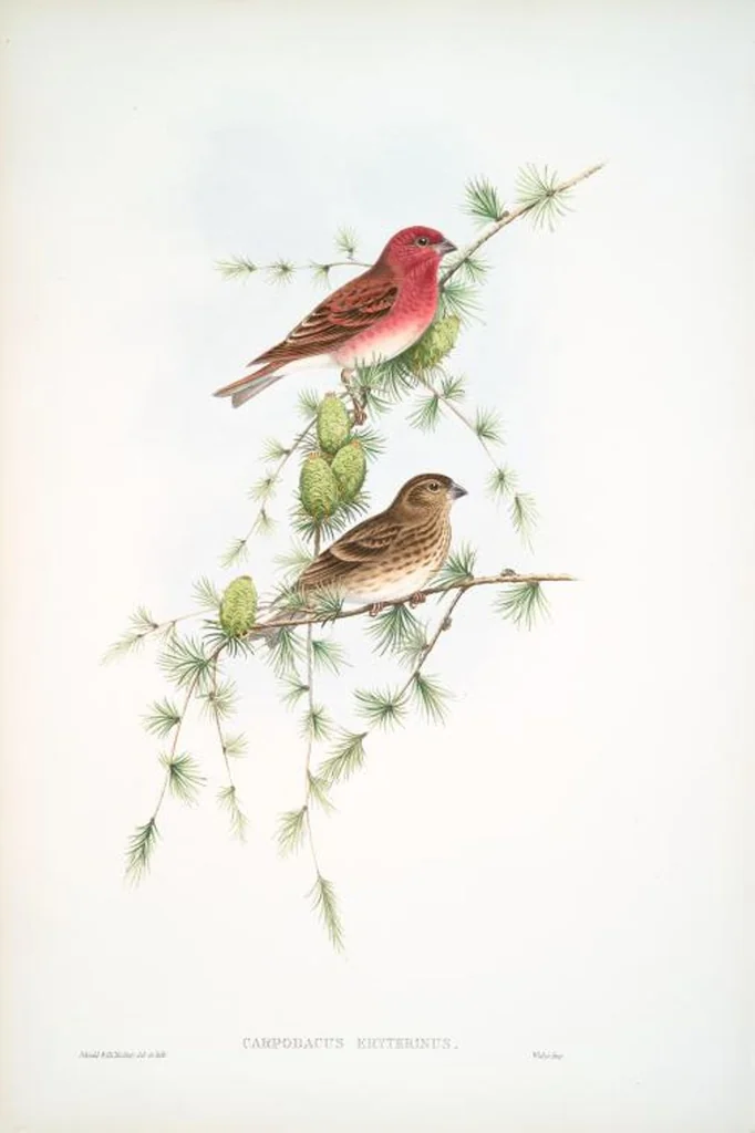 An illustration from The birds of Great Britain, 1862, leaf 167