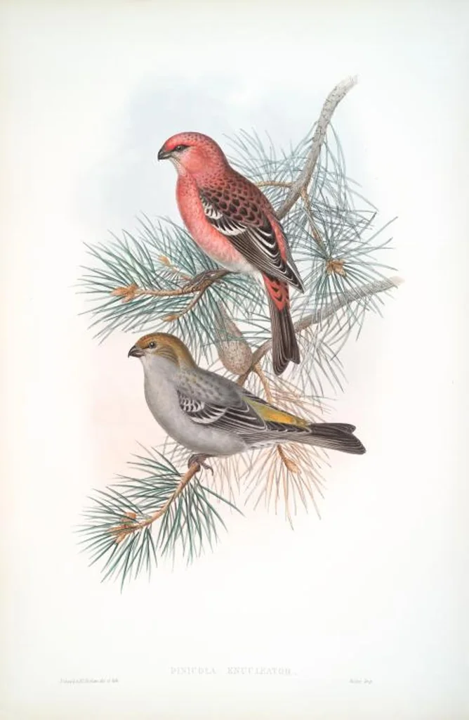 An illustration from The birds of Great Britain, 1862, leaf 168
