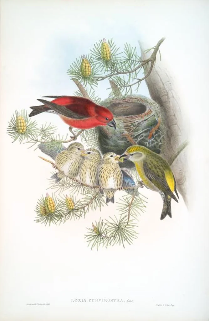 An illustration from The birds of Great Britain, 1862, leaf 169