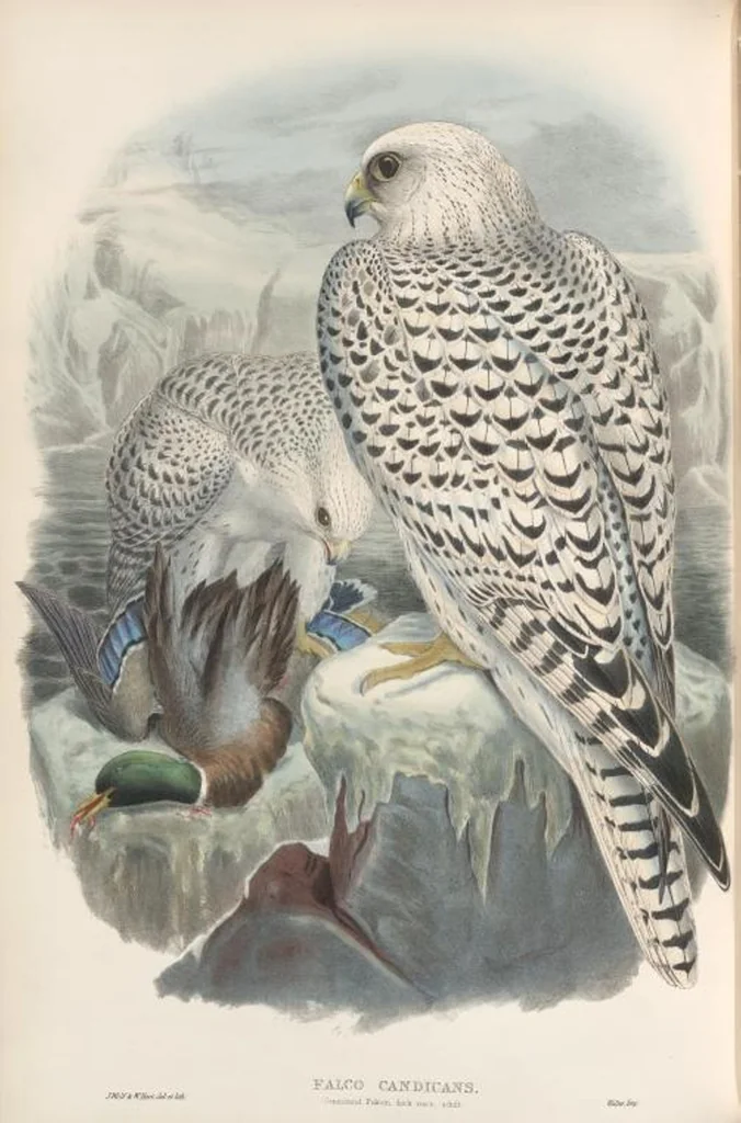 An illustration from The birds of Great Britain, 1862, leaf 17