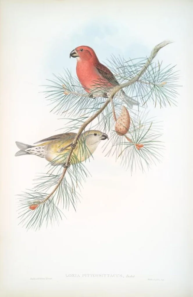 An illustration from The birds of Great Britain, 1862, leaf 170
