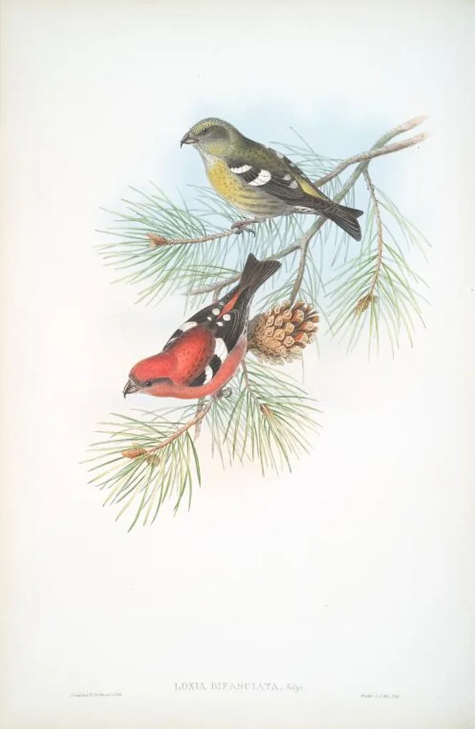An illustration from The birds of Great Britain, 1862, leaf 171