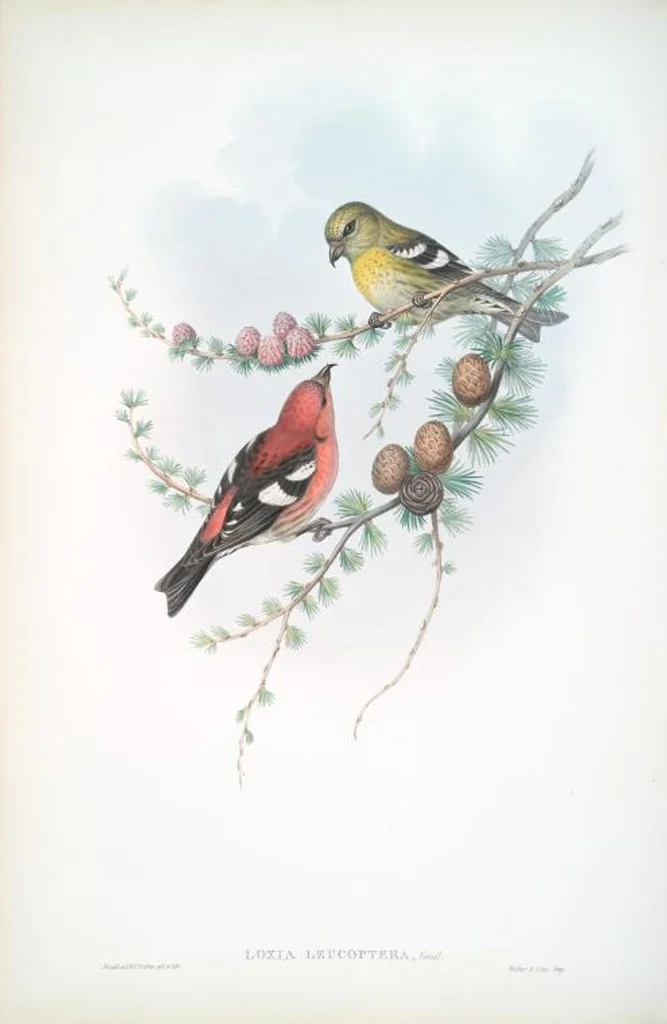 An illustration from The birds of Great Britain, 1862, leaf 172
