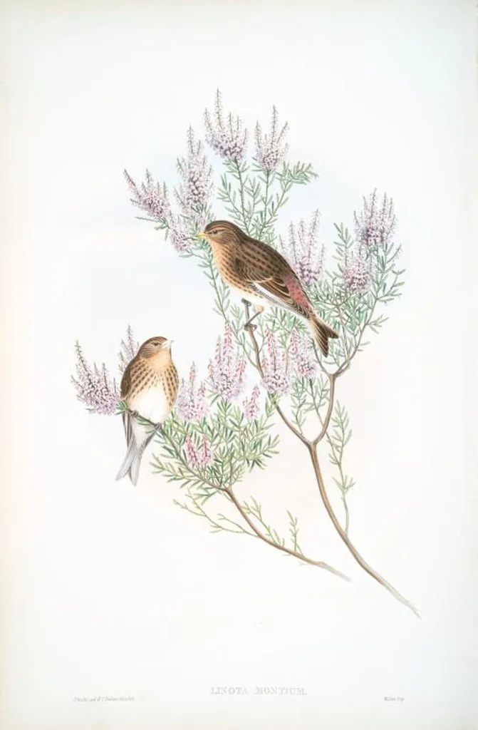 An illustration from The birds of Great Britain, 1862, leaf 174
