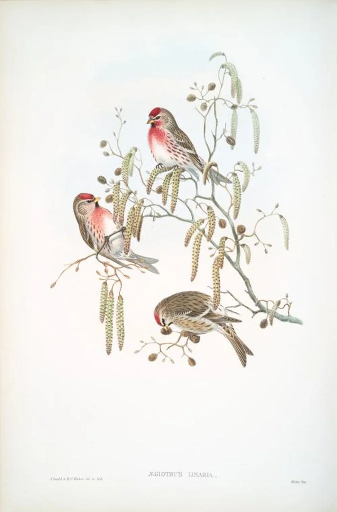 An illustration from The birds of Great Britain, 1862, leaf 175
