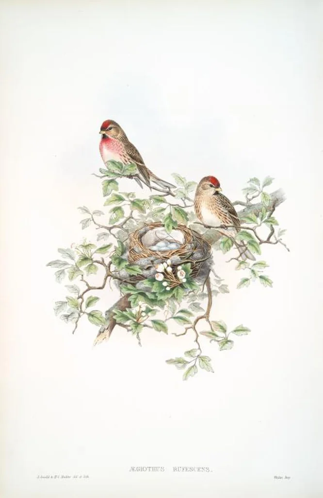 An illustration from The birds of Great Britain, 1862, leaf 176