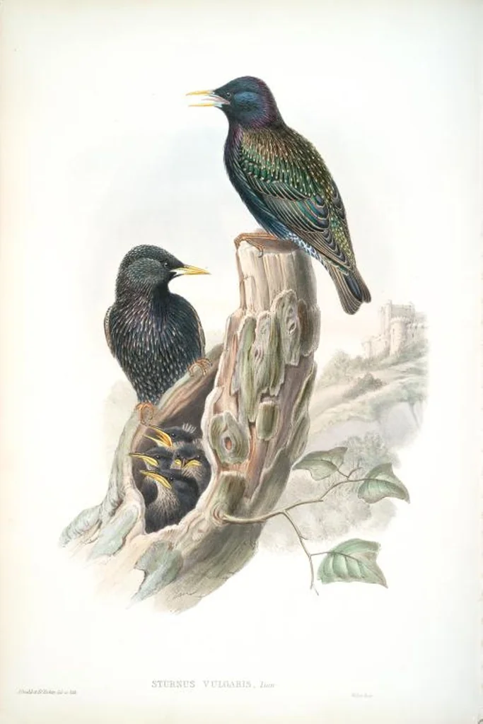 An illustration from The birds of Great Britain, 1862, leaf 177