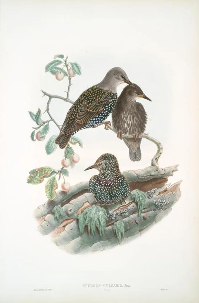 An illustration from The birds of Great Britain, 1862, leaf 178