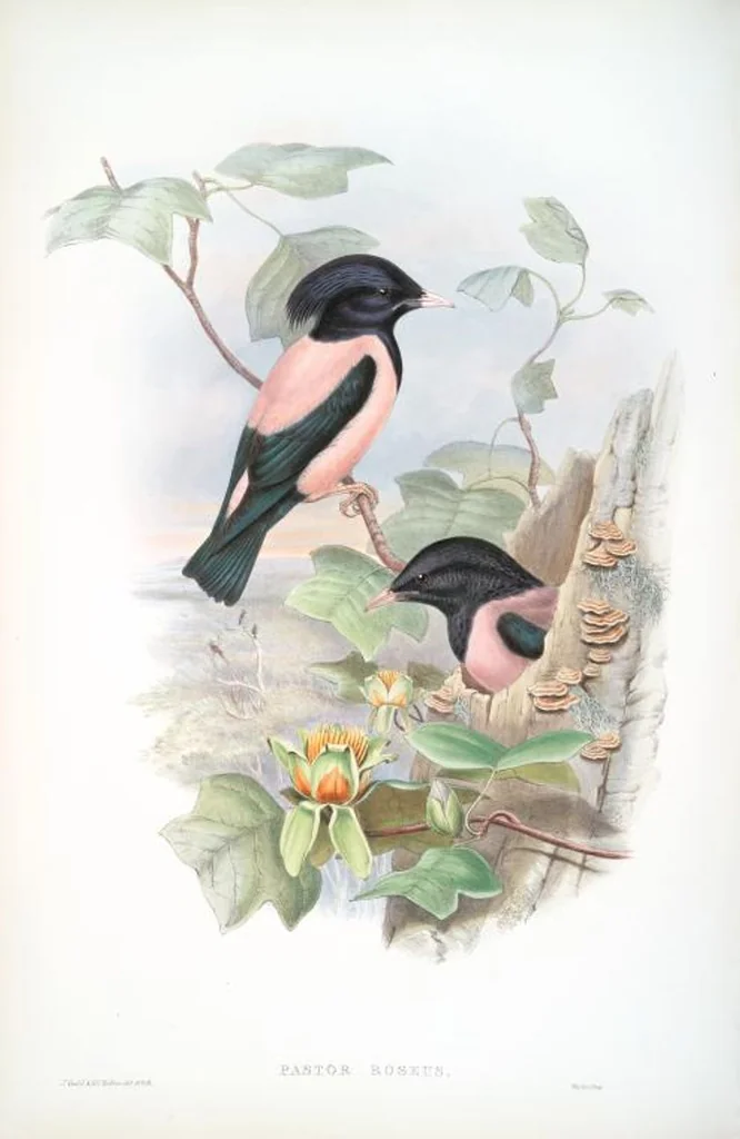An illustration from The birds of Great Britain, 1862, leaf 179