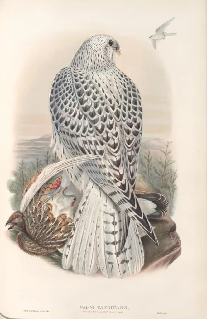An illustration from The birds of Great Britain, 1862, leaf 18