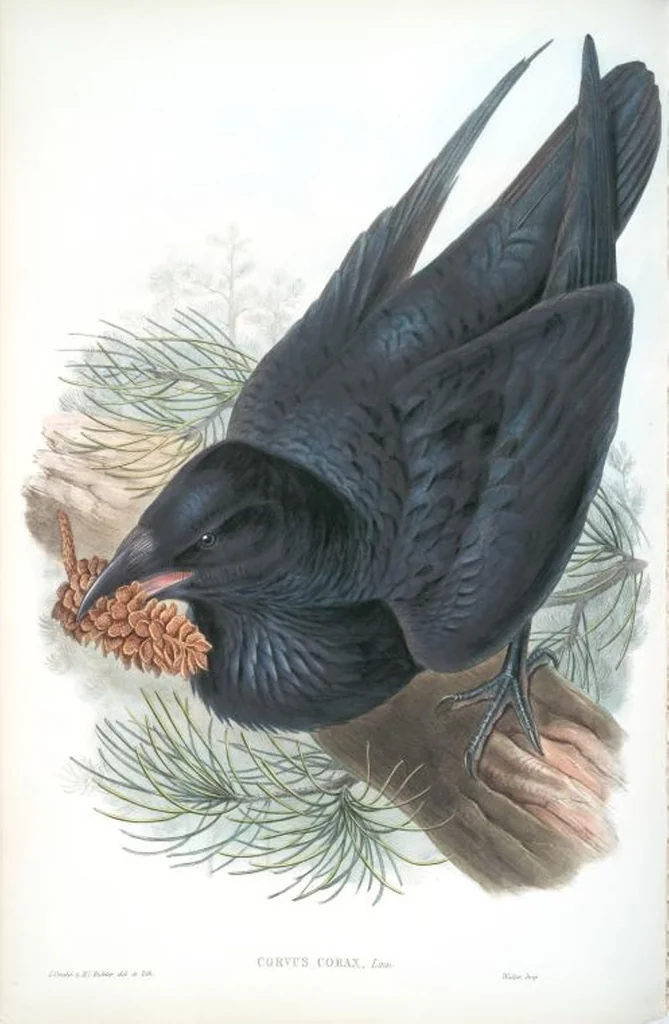 An illustration from The birds of Great Britain, 1862, leaf 181