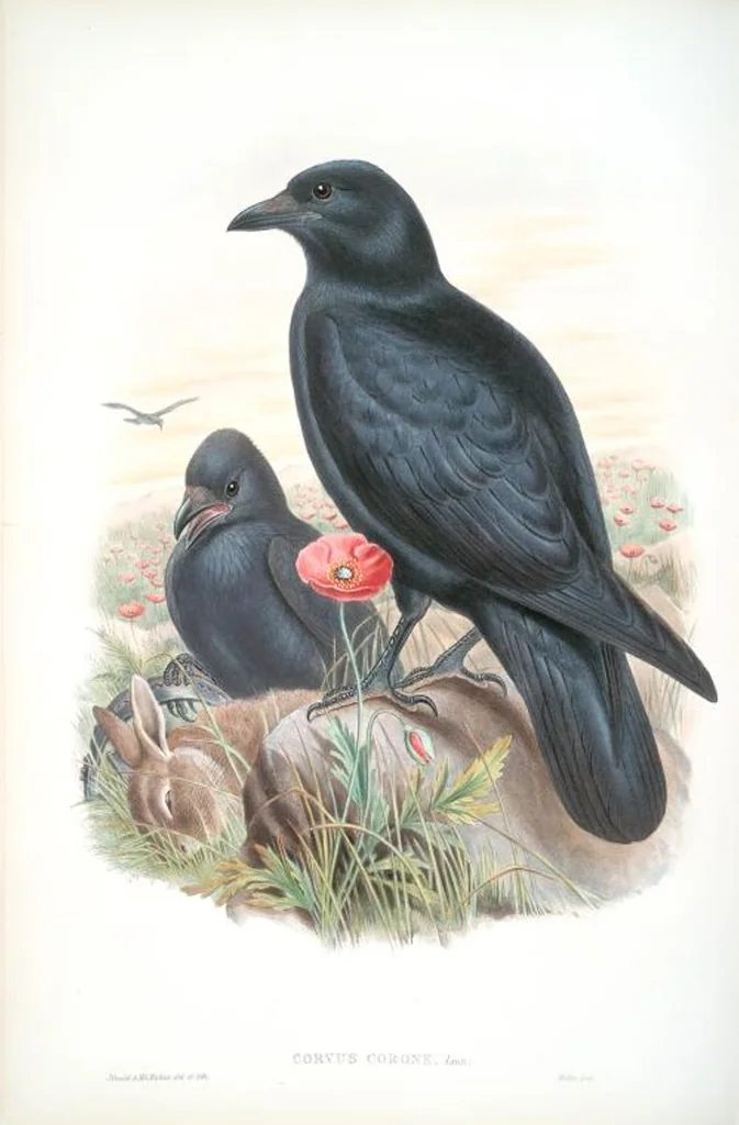 An illustration from The birds of Great Britain, 1862, leaf 182