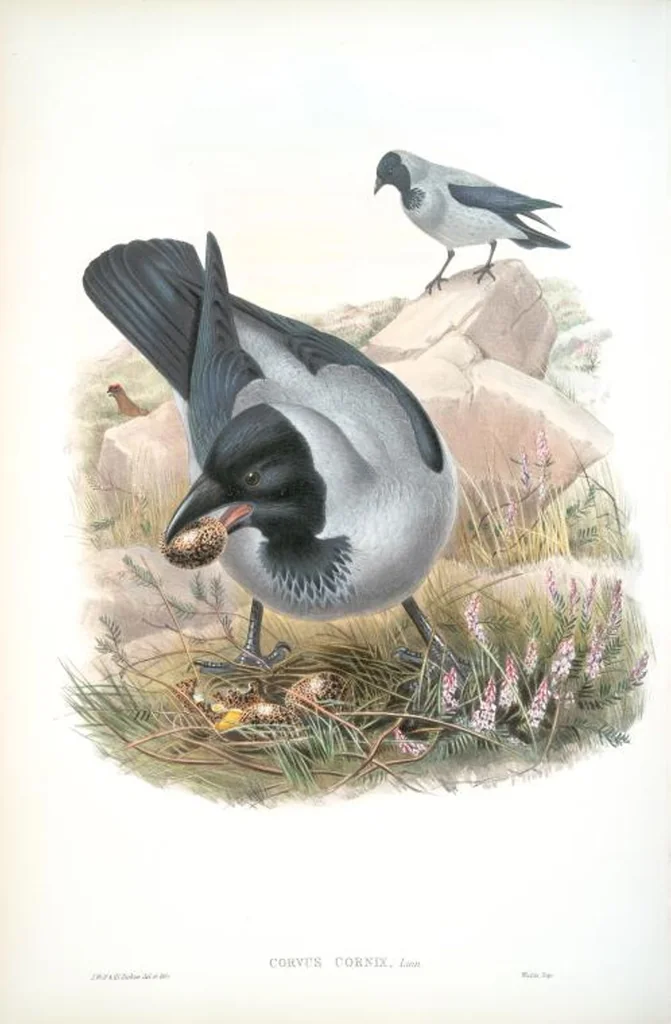 An illustration from The birds of Great Britain, 1862, leaf 183
