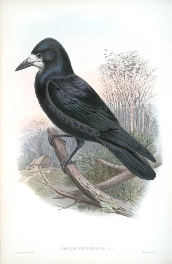 An illustration from The birds of Great Britain, 1862, leaf 184