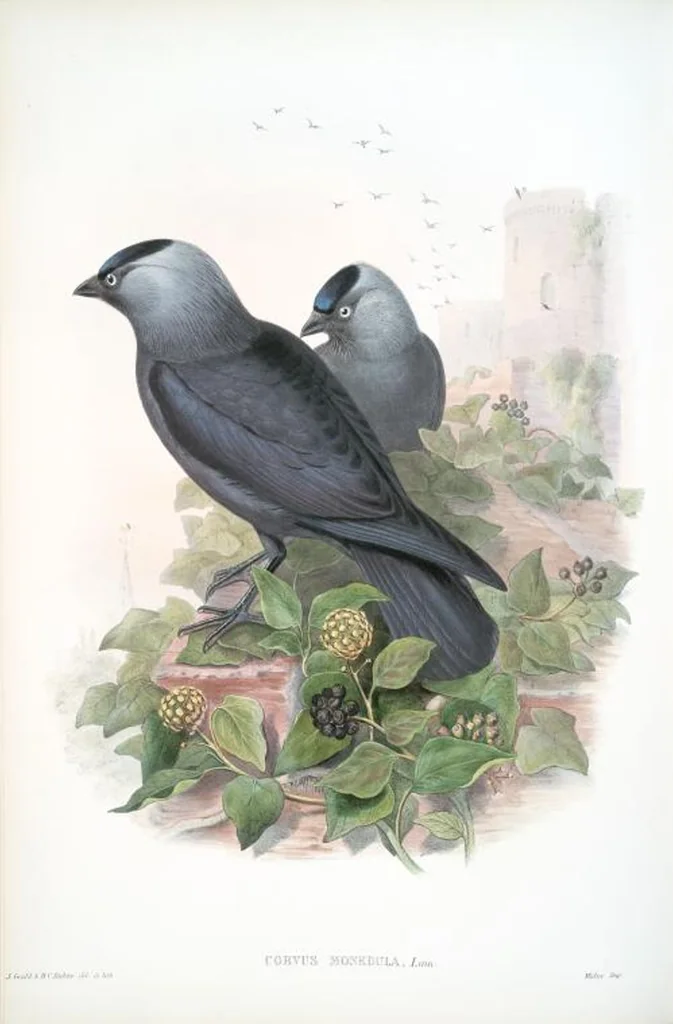 An illustration from The birds of Great Britain, 1862, leaf 185