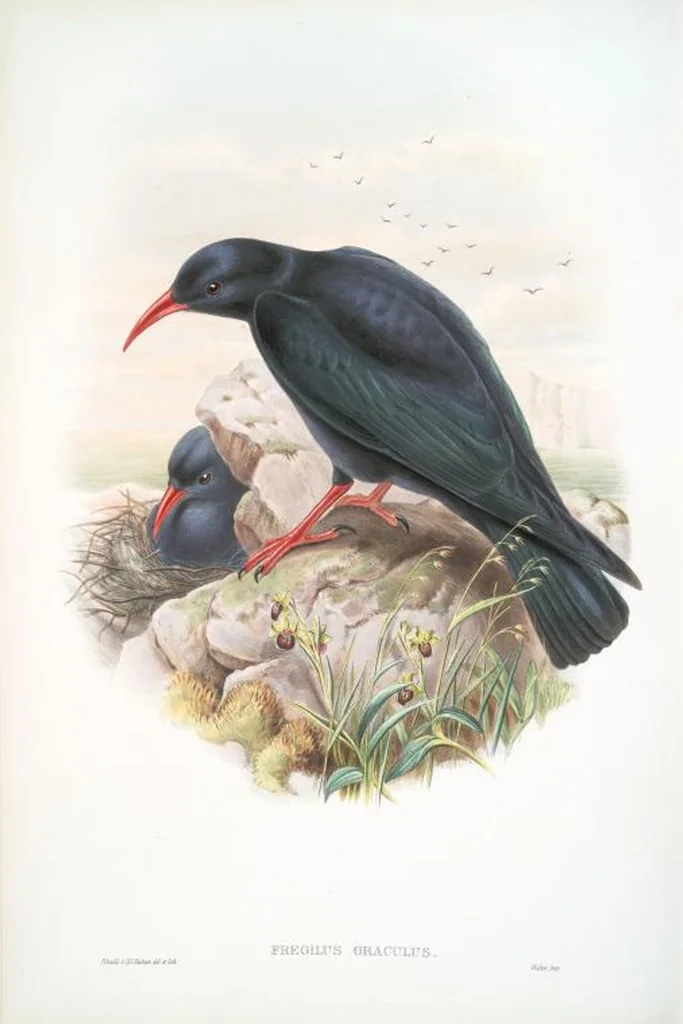 An illustration from The birds of Great Britain, 1862, leaf 186