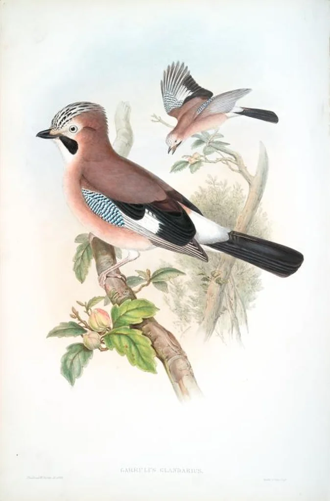 An illustration from The birds of Great Britain, 1862, leaf 188