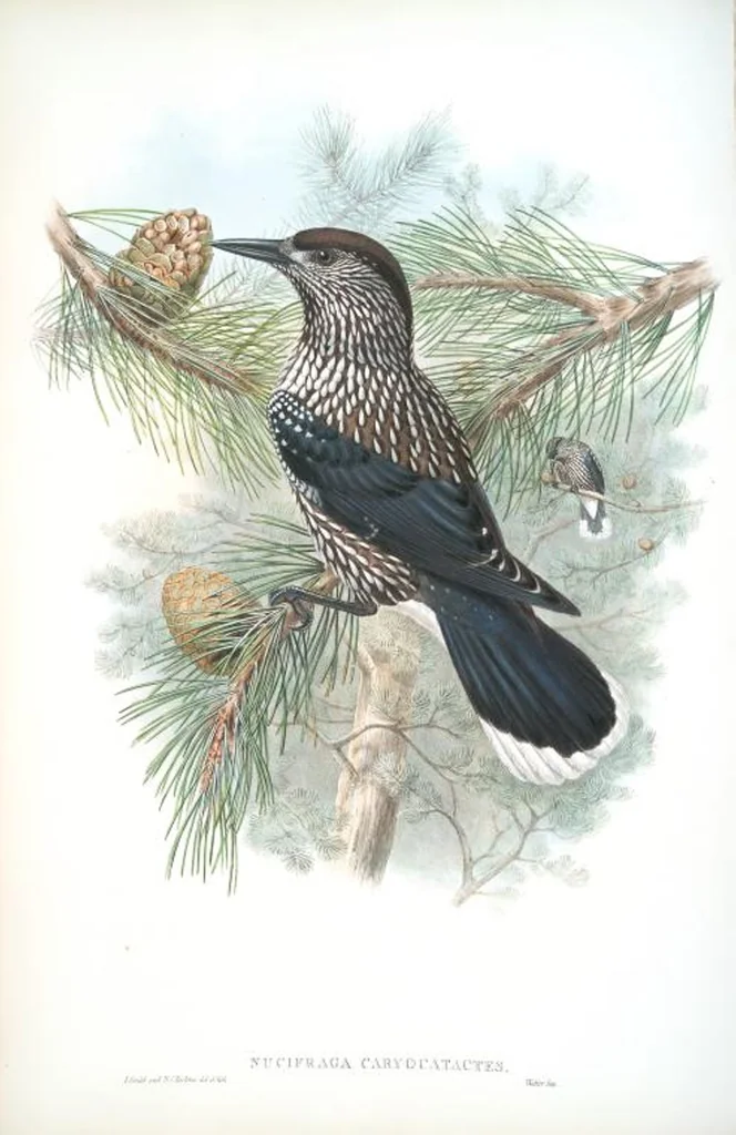An illustration from The birds of Great Britain, 1862, leaf 189