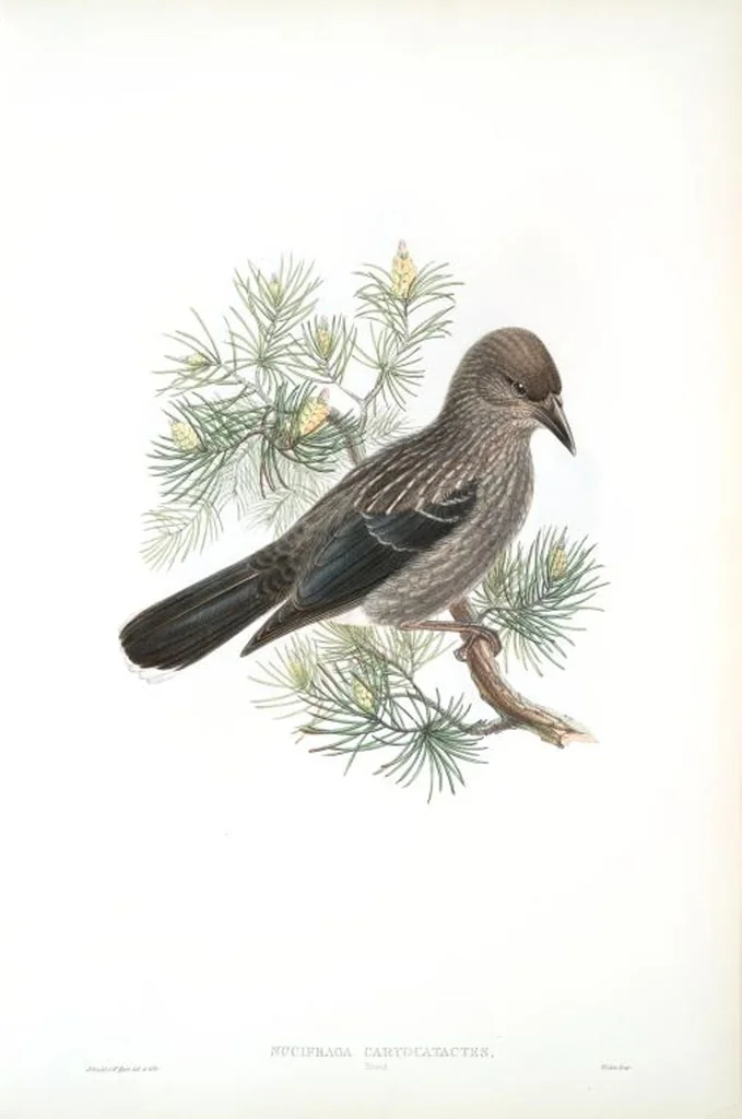 An illustration from The birds of Great Britain, 1862, leaf 190