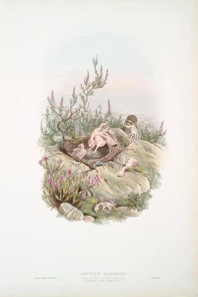 An illustration from The birds of Great Britain, 1862, leaf 192