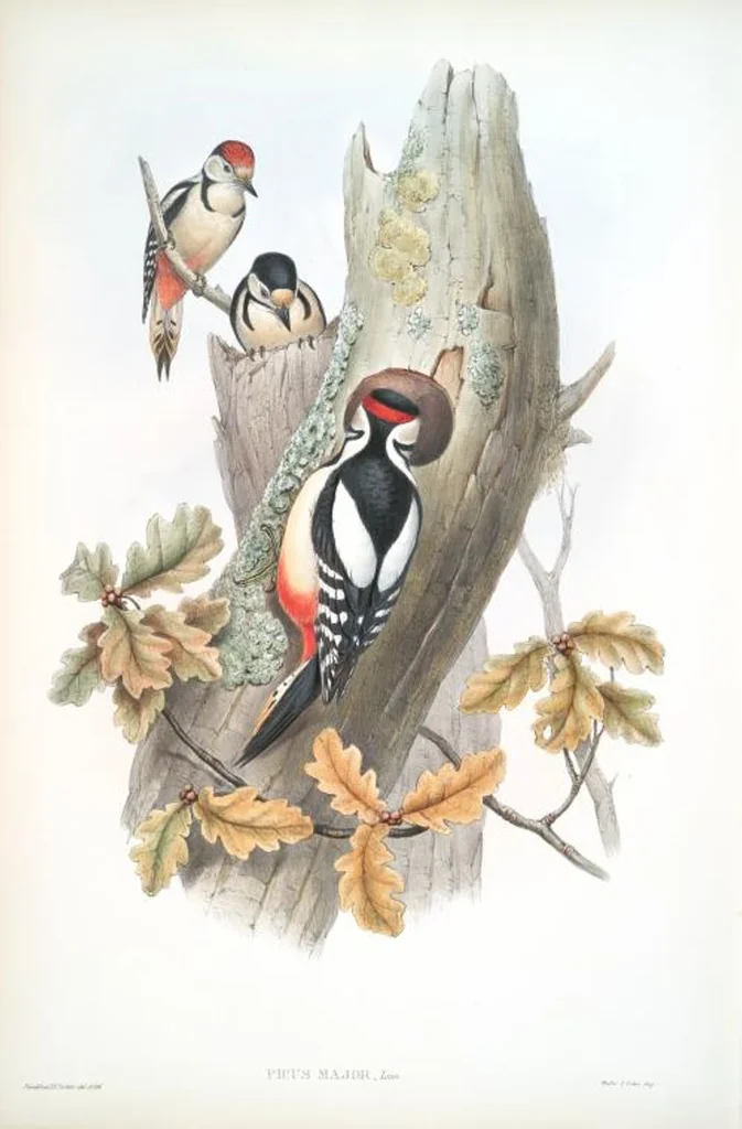 An illustration from The birds of Great Britain, 1862, leaf 194