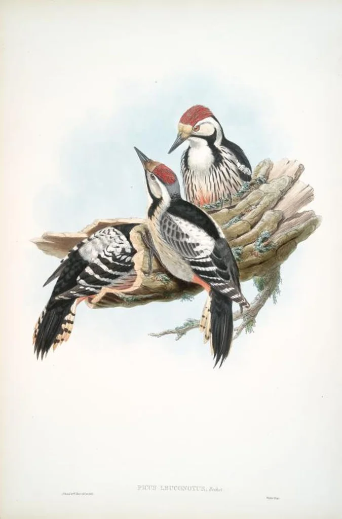 An illustration from The birds of Great Britain, 1862, leaf 195