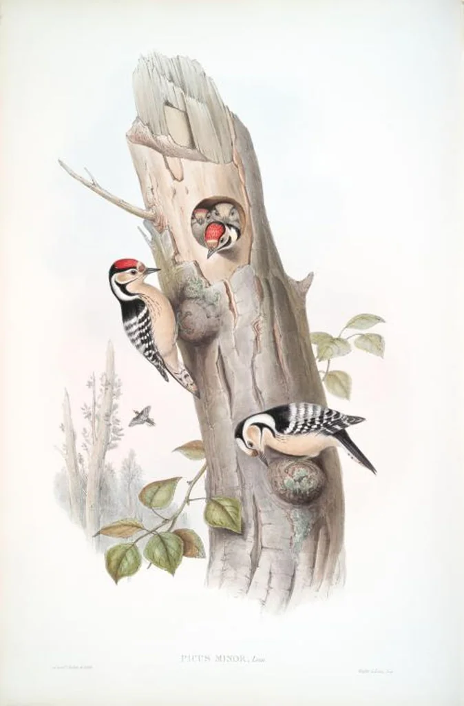 An illustration from The birds of Great Britain, 1862, leaf 196