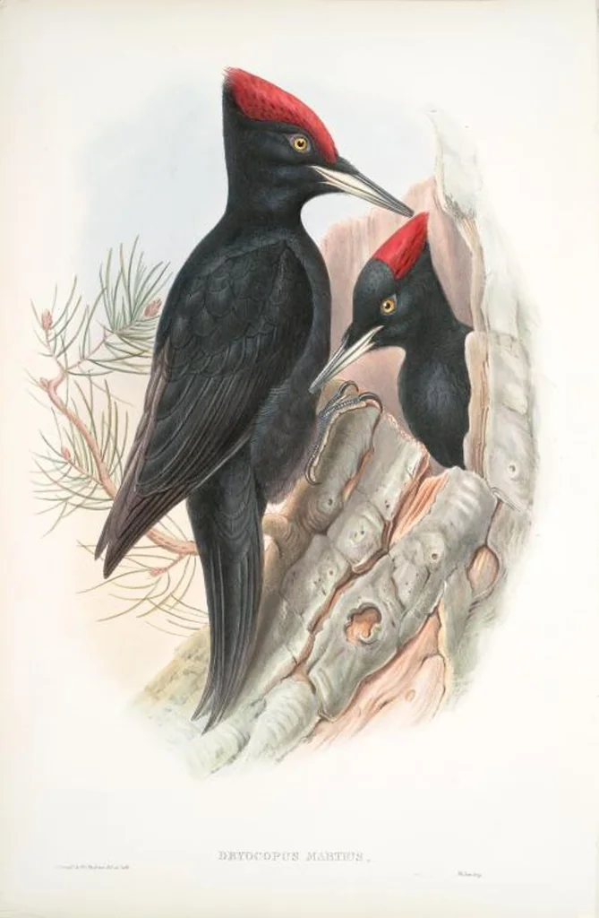 An illustration from The birds of Great Britain, 1862, leaf 197