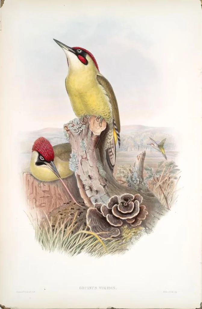An illustration from The birds of Great Britain, 1862, leaf 198