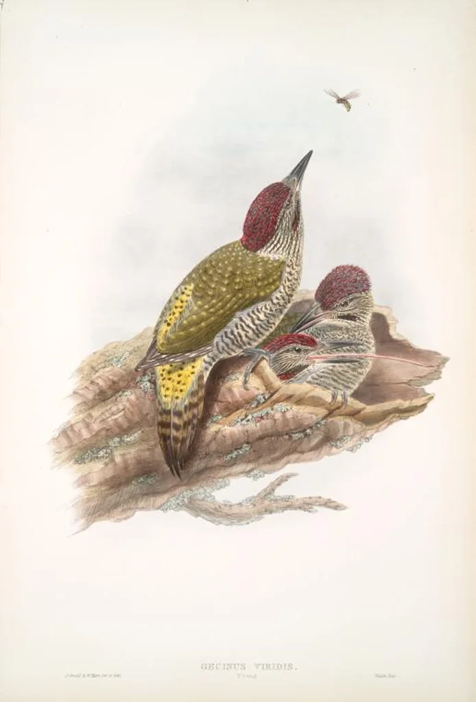 An illustration from The birds of Great Britain, 1862, leaf 199