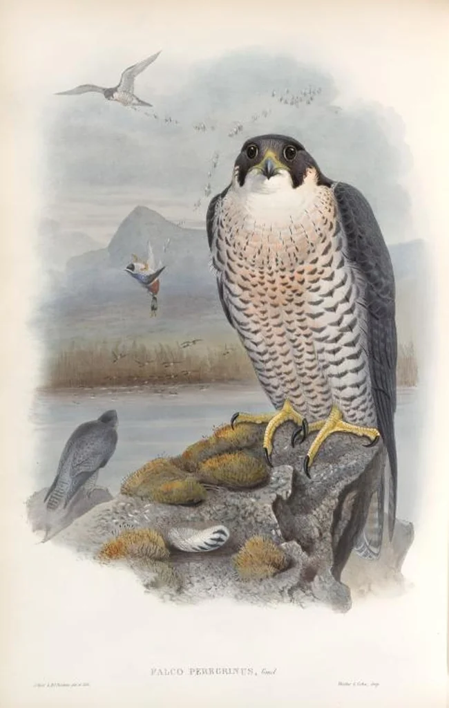 An illustration from The birds of Great Britain, 1862, leaf 20