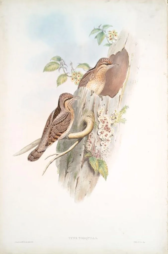 An illustration from The birds of Great Britain, 1862, leaf 200