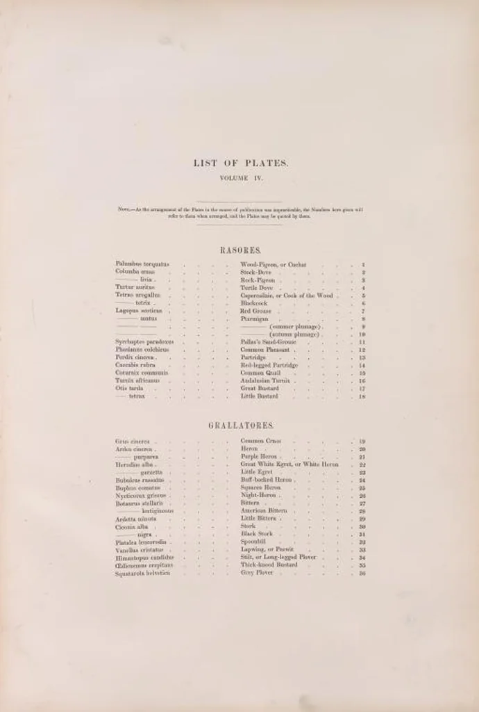 An illustration from The birds of Great Britain, 1862, leaf 202